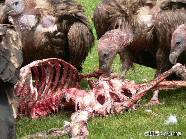 美国纽约死亡过万人停尸房昼夜工作尸气竟引来大批食腐秃鹫