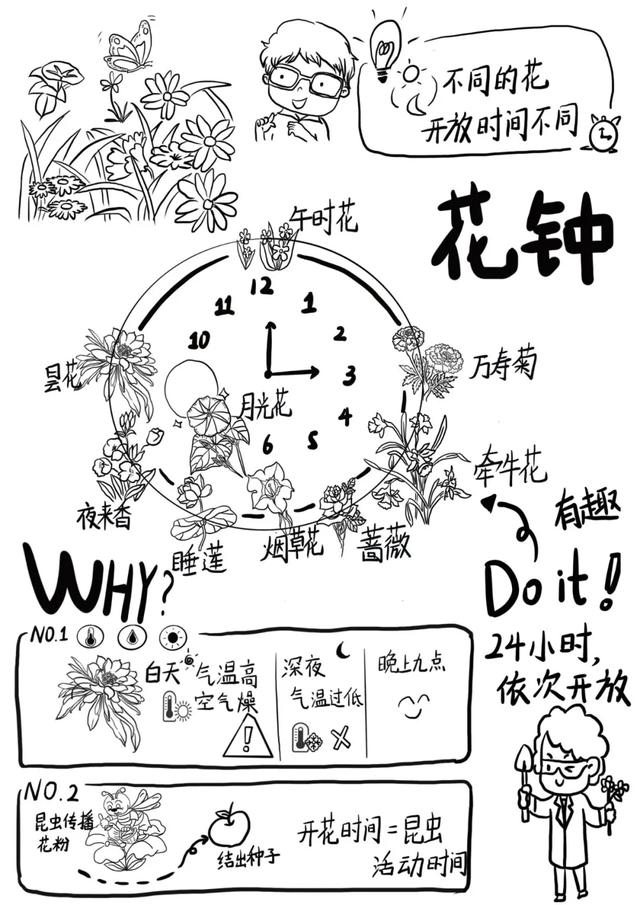 花钟怎么画背诵图片