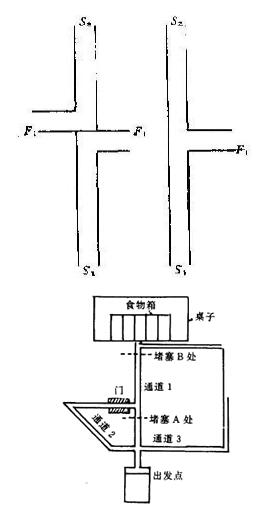 托尔曼迷宫实验你了解多少