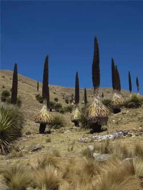 普雅花 (puya raimondii) ,分布在秘鲁和玻利维亚一带