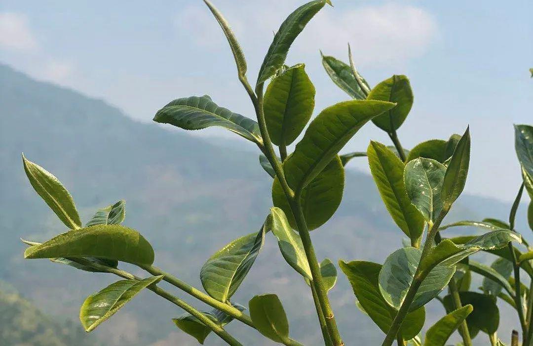 茶多酚是什么?有哪些功效和作用?_茶叶