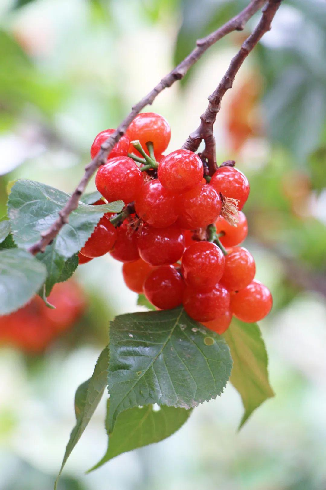 "月城"水果进军"魔都",西昌樱桃大放异彩!