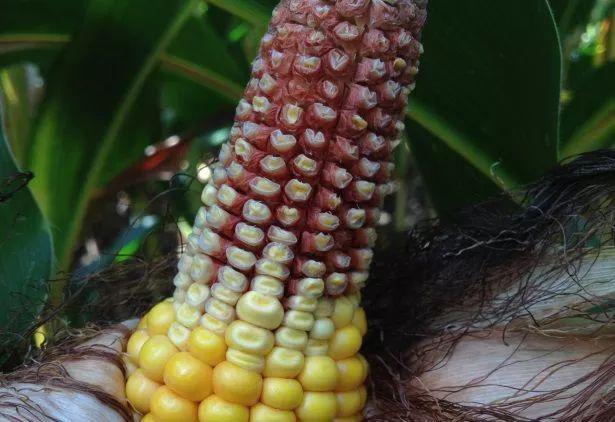 玉米产量高播种有技巧这些秘密最好知道