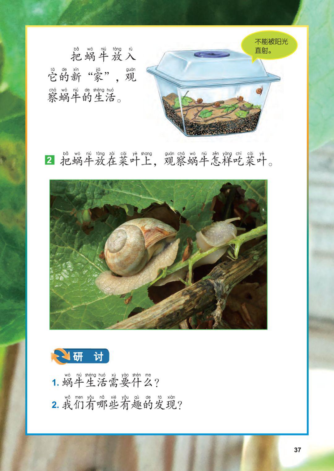 教科版小学科学一年级下册《给动物建个家》_蜗牛