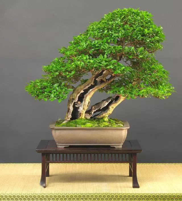 (图文)看高手如何玩转普通女贞盆景,雕刻才是真功夫