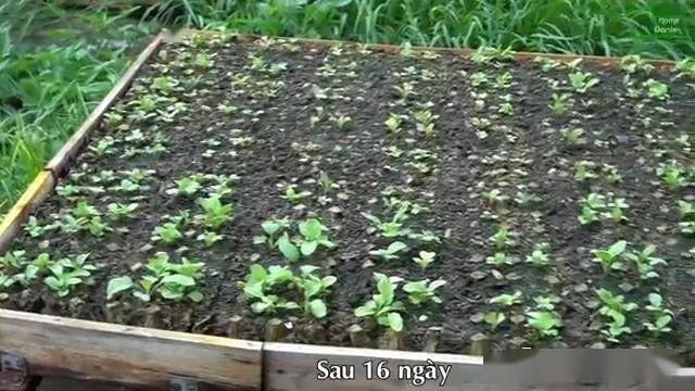 鸡蛋托就能种菜这么好的东西扔了就是浪费