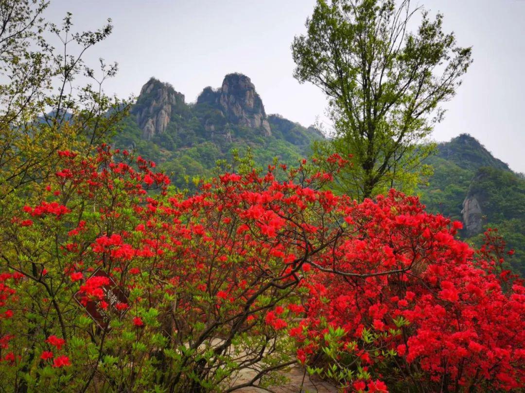 不可錯過的美景!杜鵑花開映山紅