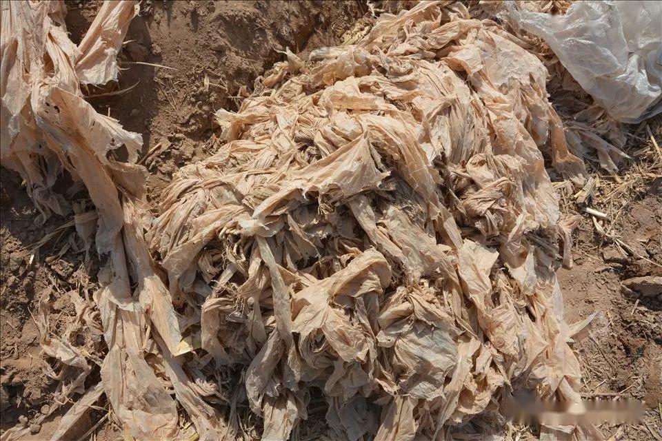 残膜机械回收课题小组对残膜回收机进行试验