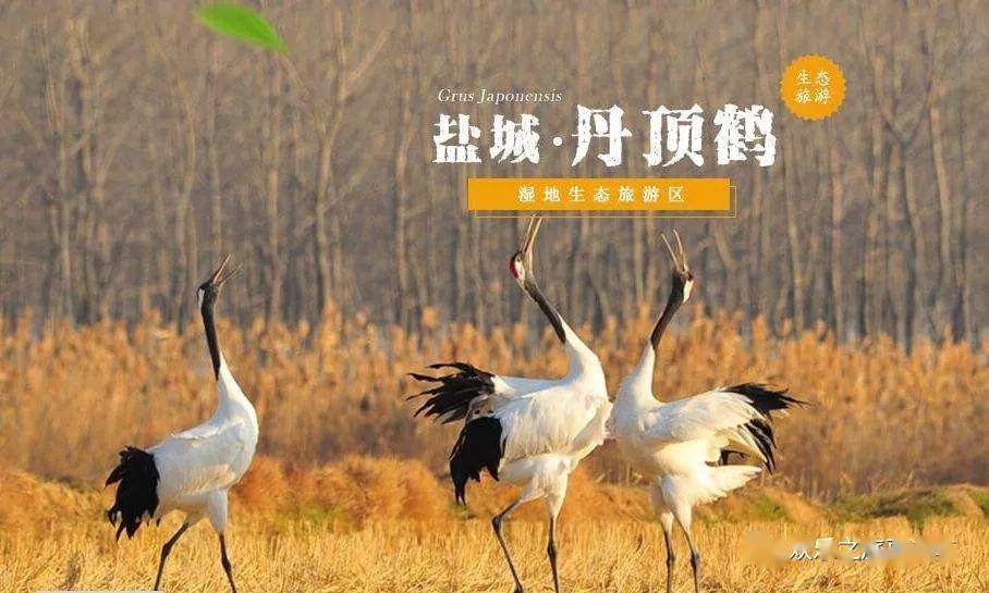 江苏大丰旅游景点大全_江苏盐城大丰旅游景点门票_江苏大丰旅游景点大全图片