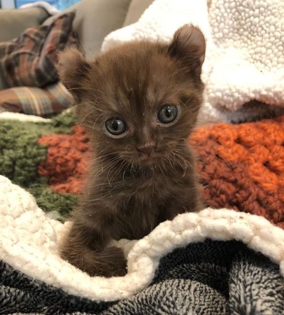 原创小猫天生前腿扭曲但老天爷同时给了它超萌的泰迪熊耳朵