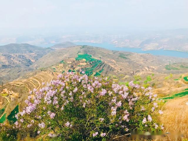 宝鸡此处紫丁香漫山遍野还可远眺千顷碧波一水连三县