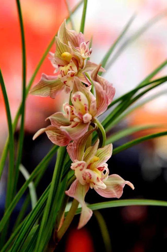 曾经的天价兰,如今一苗仅"10多块",花型独特,有奇香,值得养_兰花