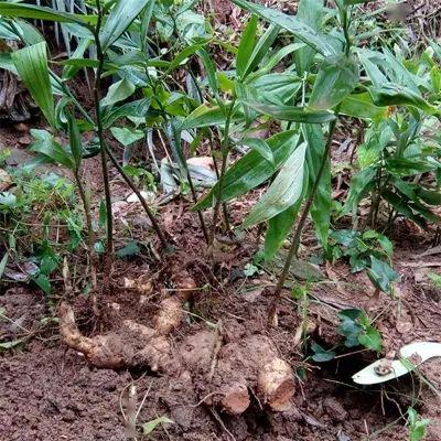好雨知时节好药入北沙记十三味中草药引种北沙药博园