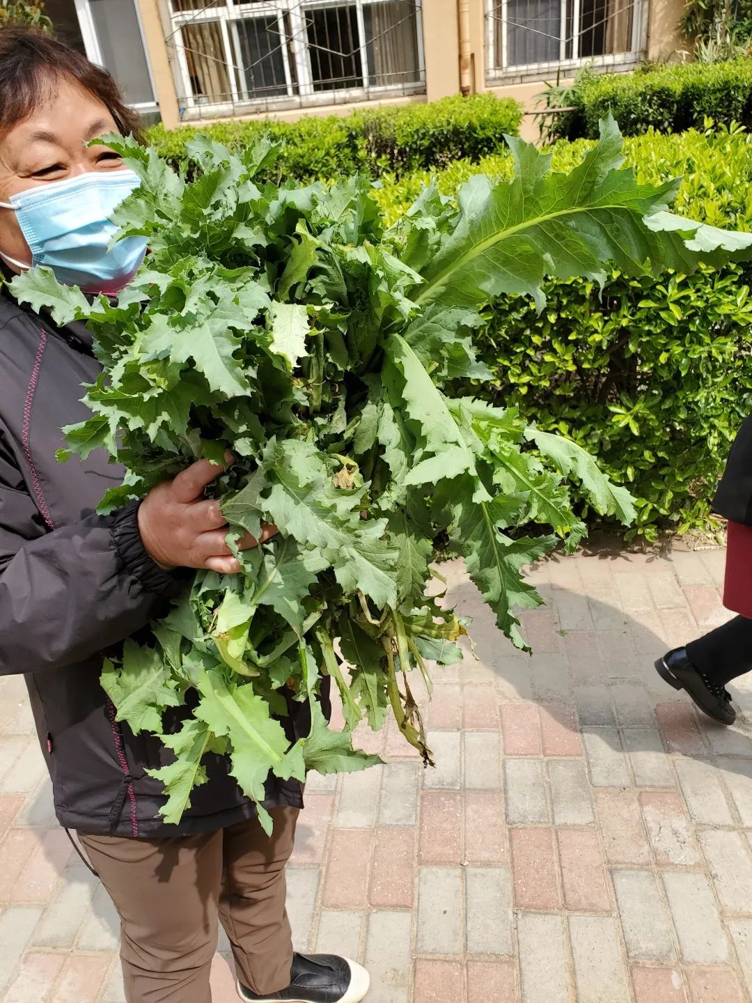 罂粟踏查香港中路街道在行动