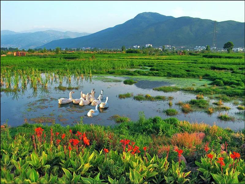 人民日报点赞西昌邛海湿地保护利用湿地释放生态红利