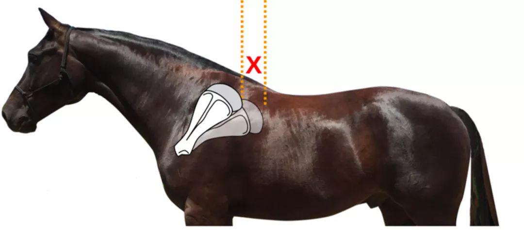 自检一下你的马鞍是不是放错位置了?_肩胛骨