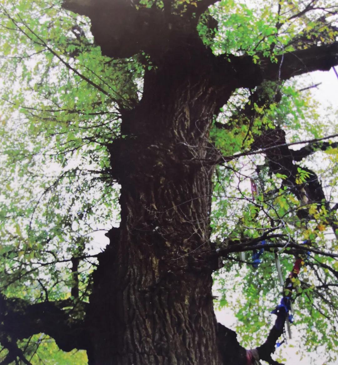 神榆公母榆看看赤峰各地的古榆