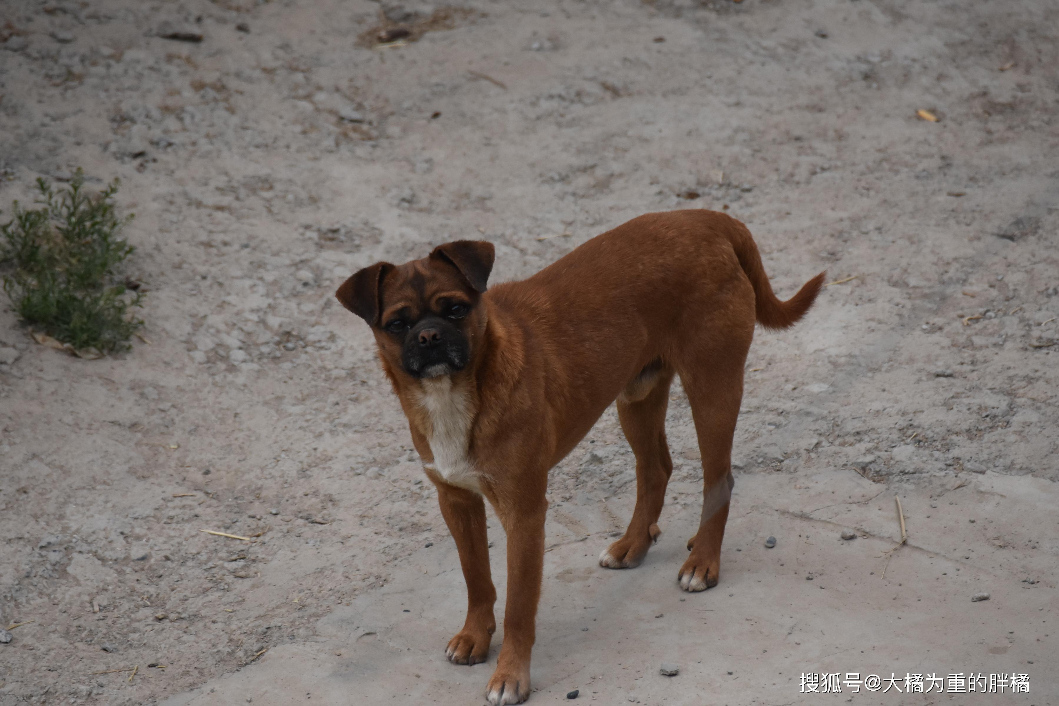 原创兰州流浪狗近照这个城市里为生活所迫的不只是你还有流浪狗