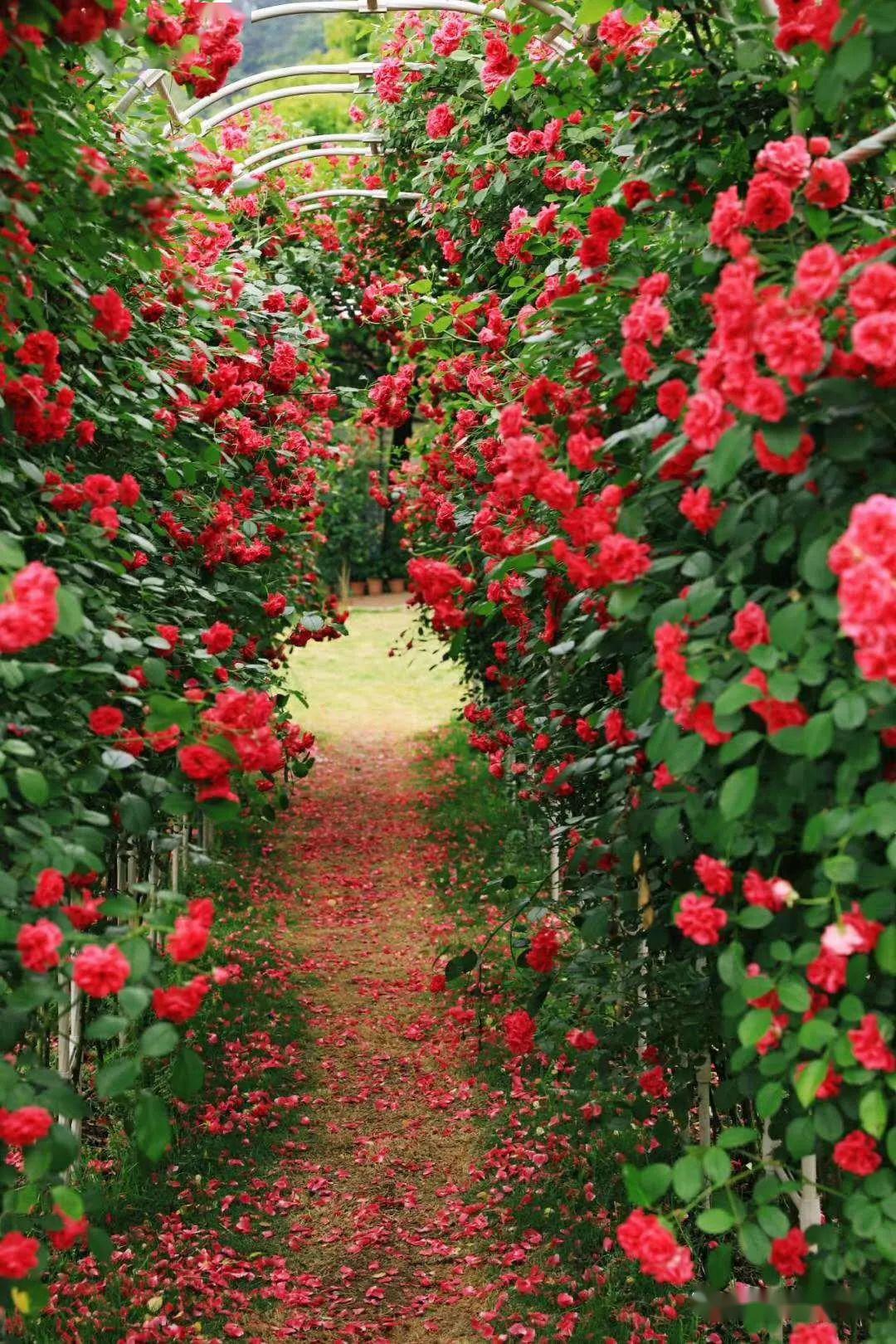 五一赏花梅山湾看海踏浪玫瑰园赏花拍照草坪野餐会