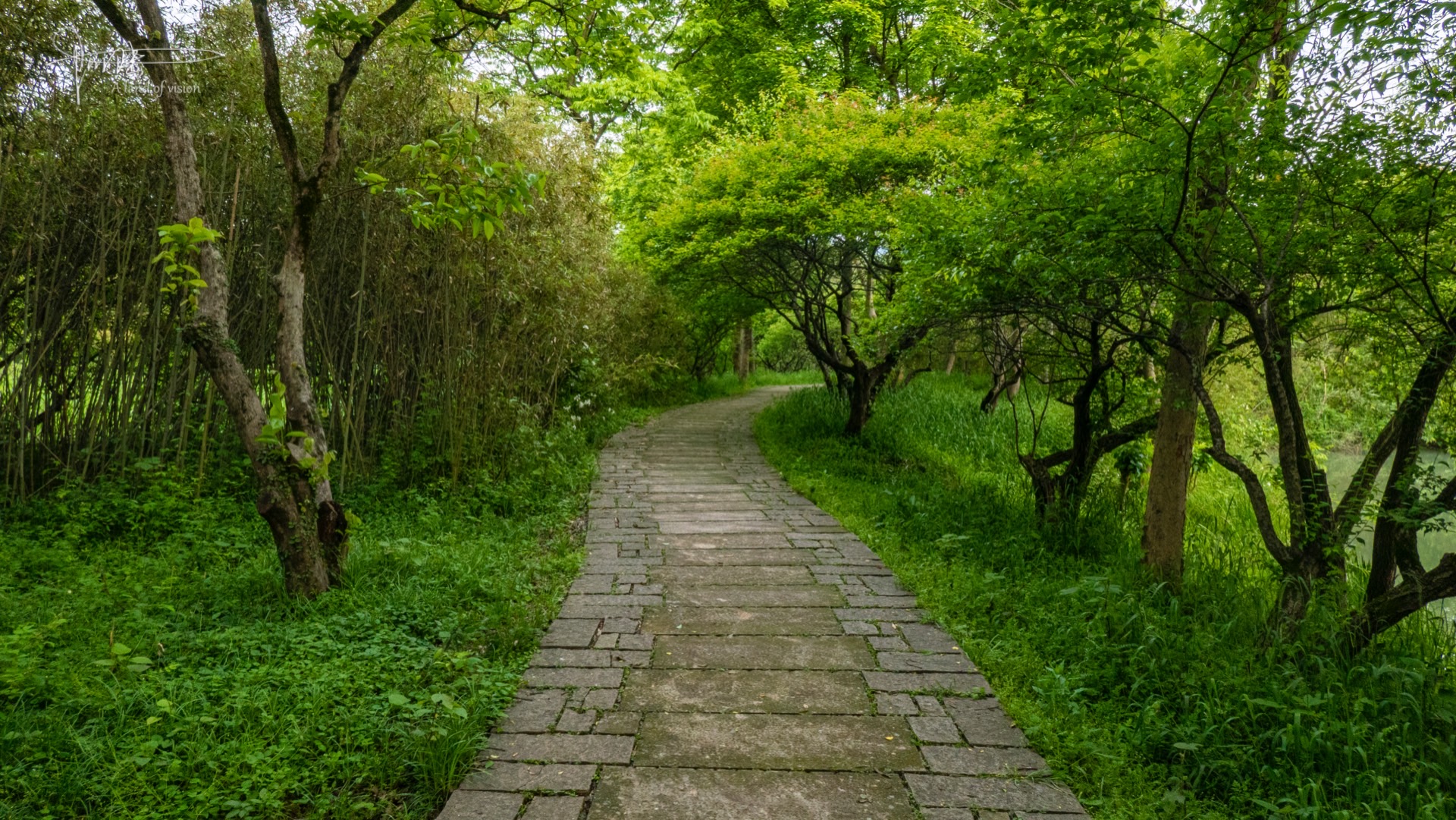 西溪湿地里几条普普通通的路,太绿了!