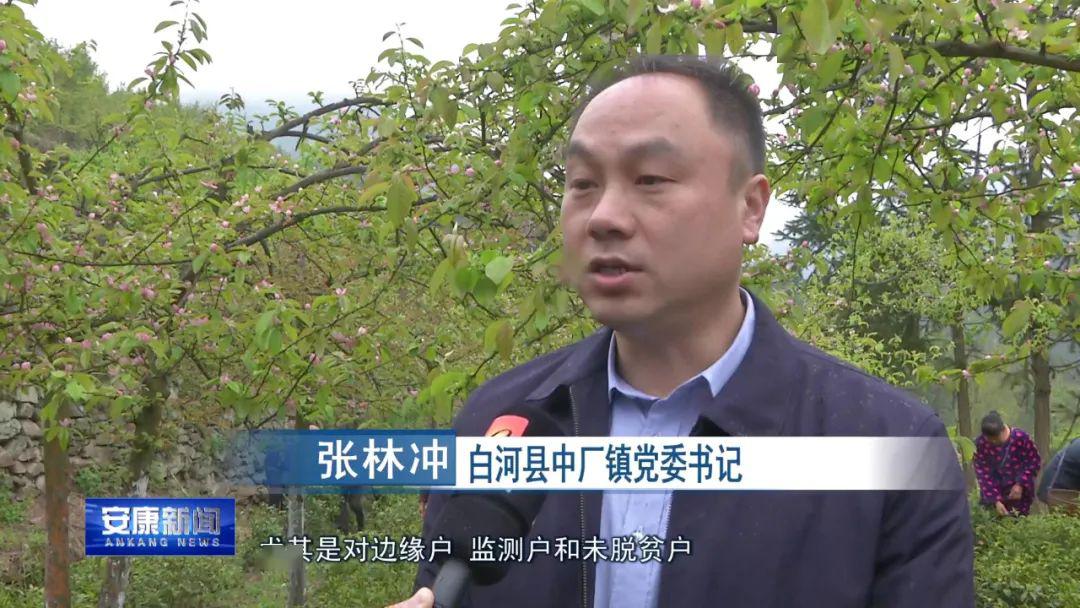 产业强 百姓富丨白河稳固脱贫有"绝招"
