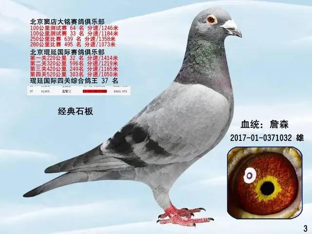 【赛鸽出售】詹森石板,金友团队千元特比,3542羽8名!