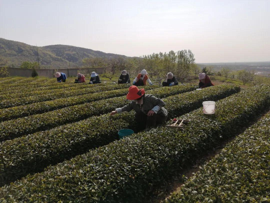 日照巨峰镇茶园图片