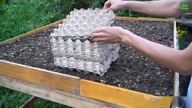 鸡蛋托就能种菜这么好的东西扔了就是浪费