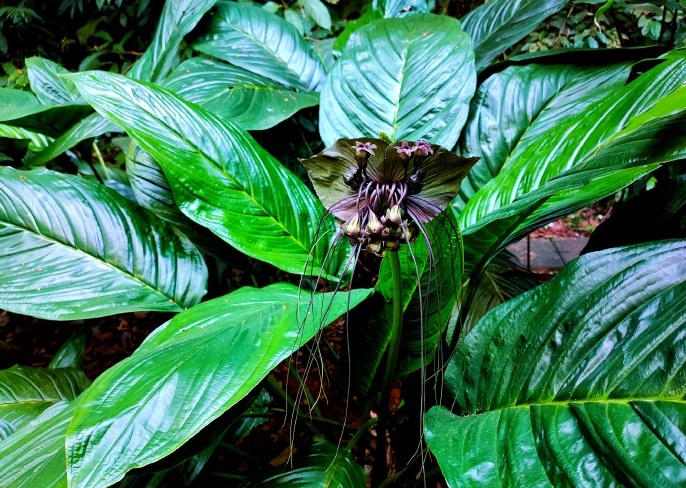 被薇娅直播带货的西双版纳原来生长着中国最高的树下