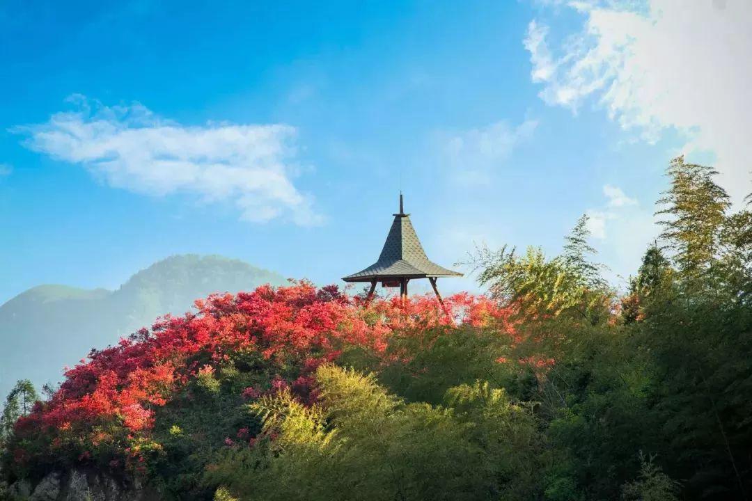 【徒步周末】5月2日 探寻磐安高姥山,赏漫山遍野的高山杜鹃