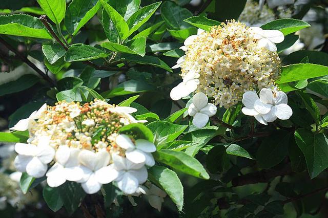 一种花开出两种形态,外面大花苞,里面是花蕊,名叫琼花素雅高洁