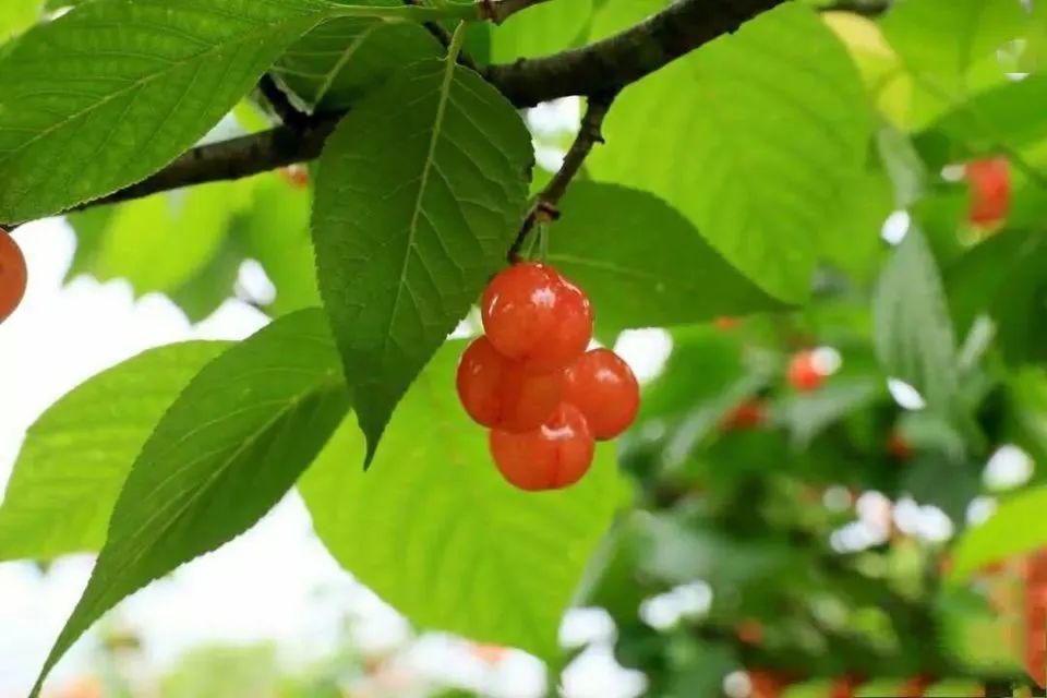 红了红了遵义四季果园樱桃邀您来打卡