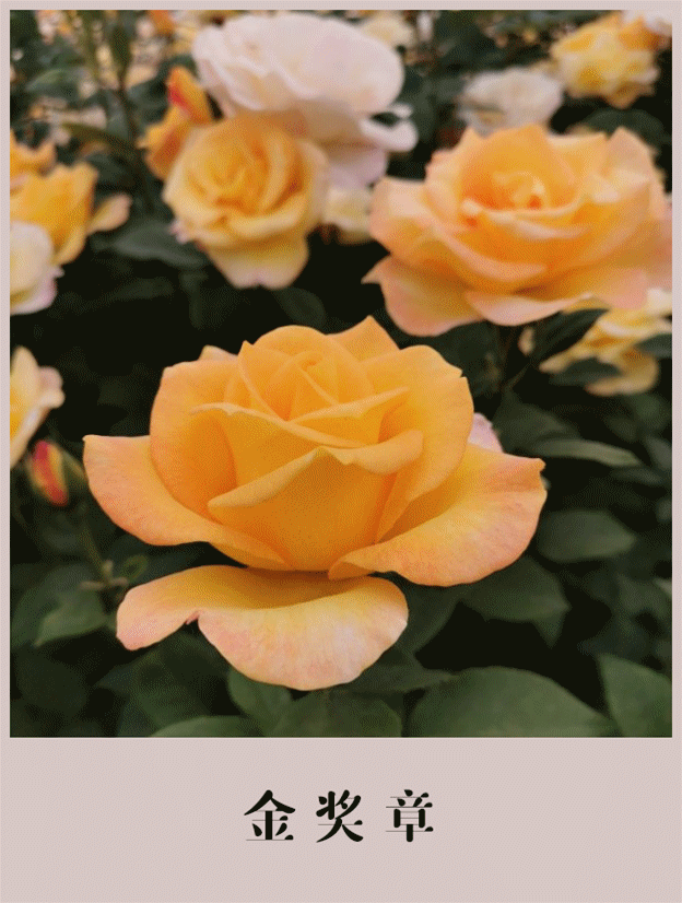 624_826竖版 竖屏gif 动态图 动图