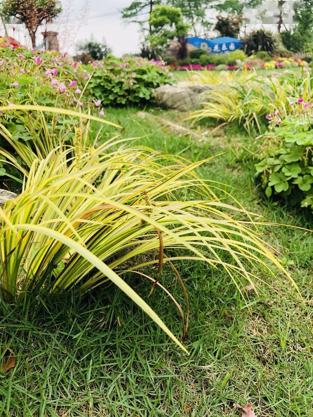 景观效果图金叶石菖蒲 15双色杯金叶石菖蒲 3加仑凤凰绿苔草 26*21