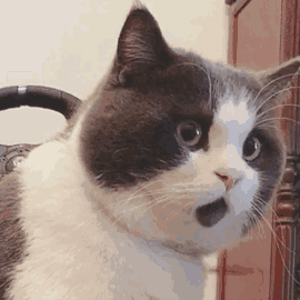 表情包大军中的一员《猫和老鼠》中蠢萌的tomtom也是中华田园土猫的一