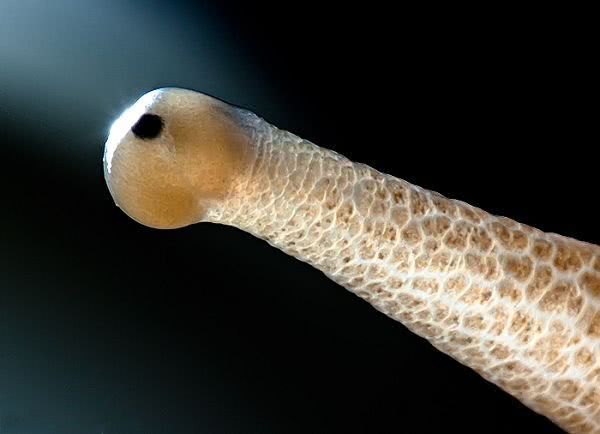 地球上最普通的软体动物在世界各地几乎都有它的身影