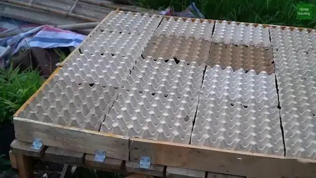 鸡蛋托就能种菜这么好的东西扔了就是浪费