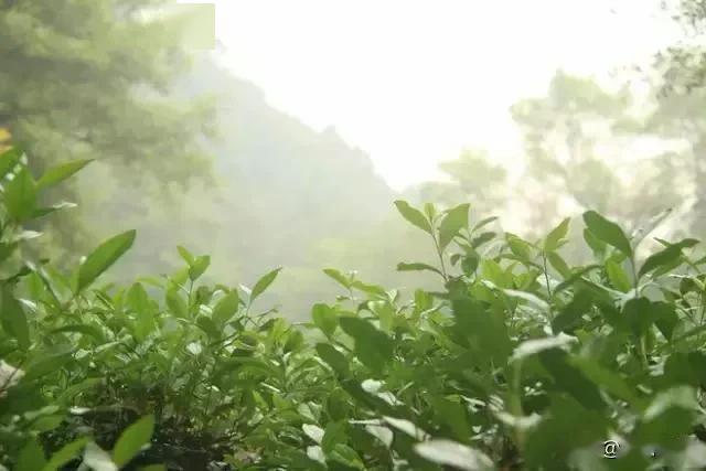 明前茶和雨前茶的區別