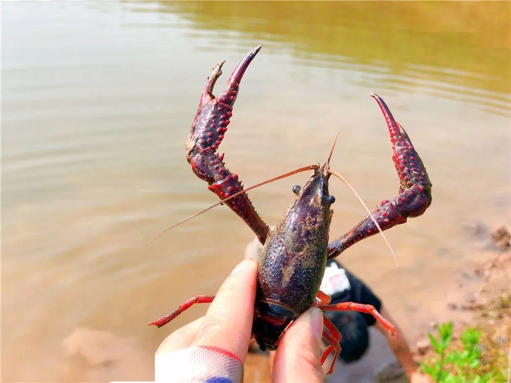 来威远抠龙虾摸黄鳝一分钱都不花收获一整个夏天的快乐