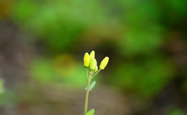 你有多久没有看到油菜花了,早日战胜疫情,我们一起去看油菜花吧