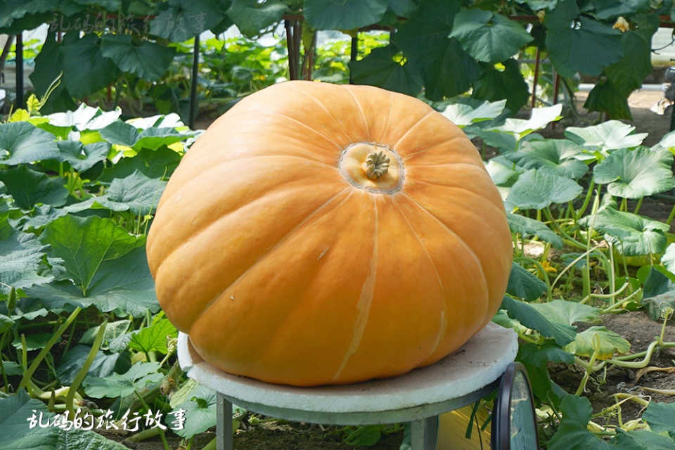 寿光蔬菜"黑科技" 巨型南瓜价值6800元 网络直播每天生长10余斤