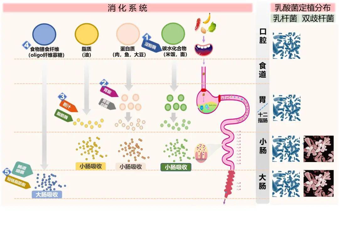 营养物质的吸收过程图图片