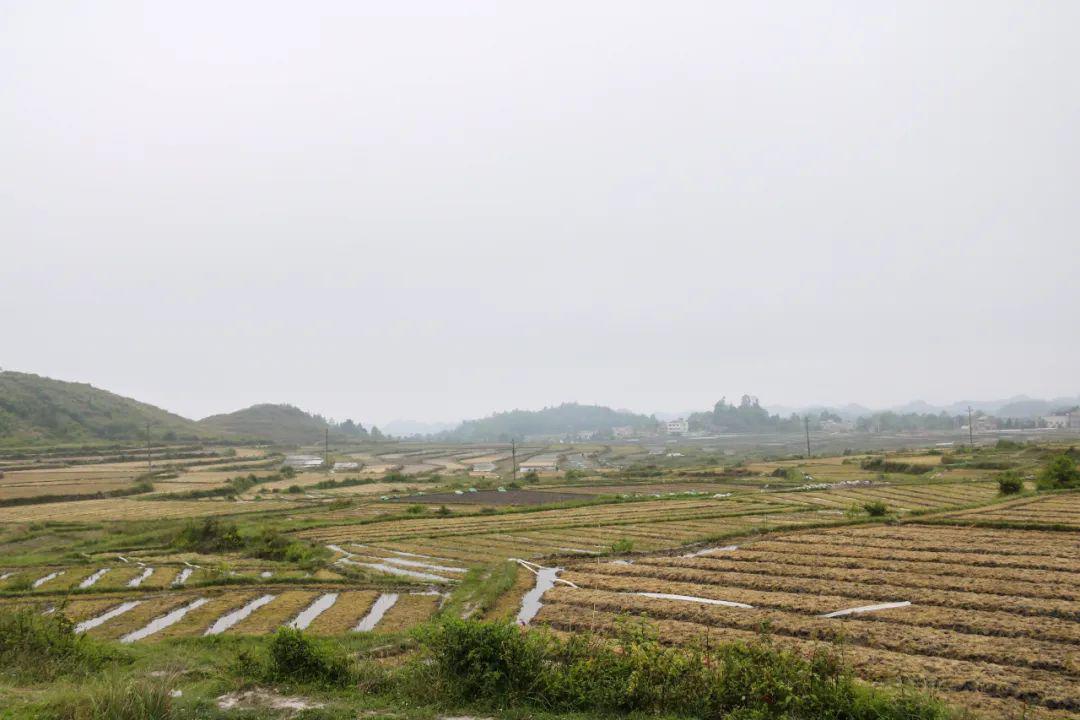 石板村今年種植海花草600畝,目前已翻犁田地500畝,下種300畝.