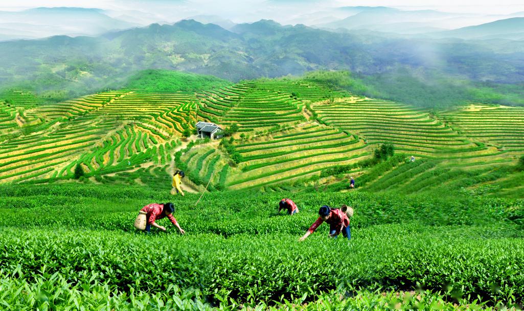 又挖到一个网红拍照地!千亩茶田,天然氧吧,五一走起!_ 金观音