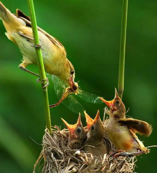 爱护鸟类有利于维护生态平衡人们常说:"莫打三春鸟"春天是鸟儿繁殖的