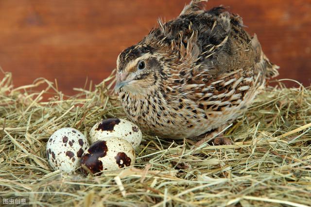 原创鹌鹑生病严重影响产蛋率鹌鹑的常见病有哪些如何进行防治