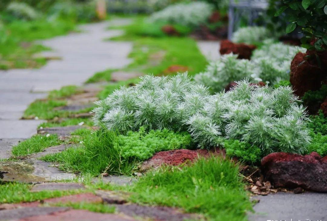 植物认知4月份花乐园花境植物集锦