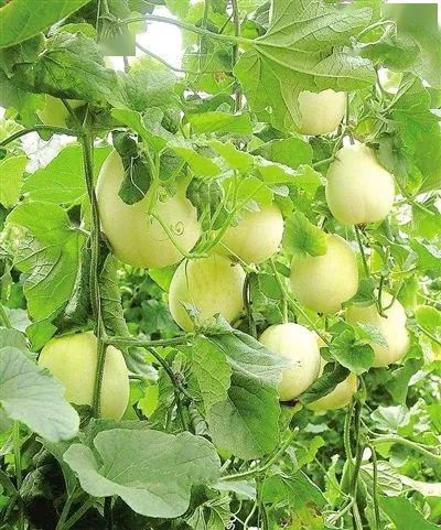土壤呈盐碱性沙土这里的气候优越"她"产于上海南汇玉菇甜瓜终于上市啦