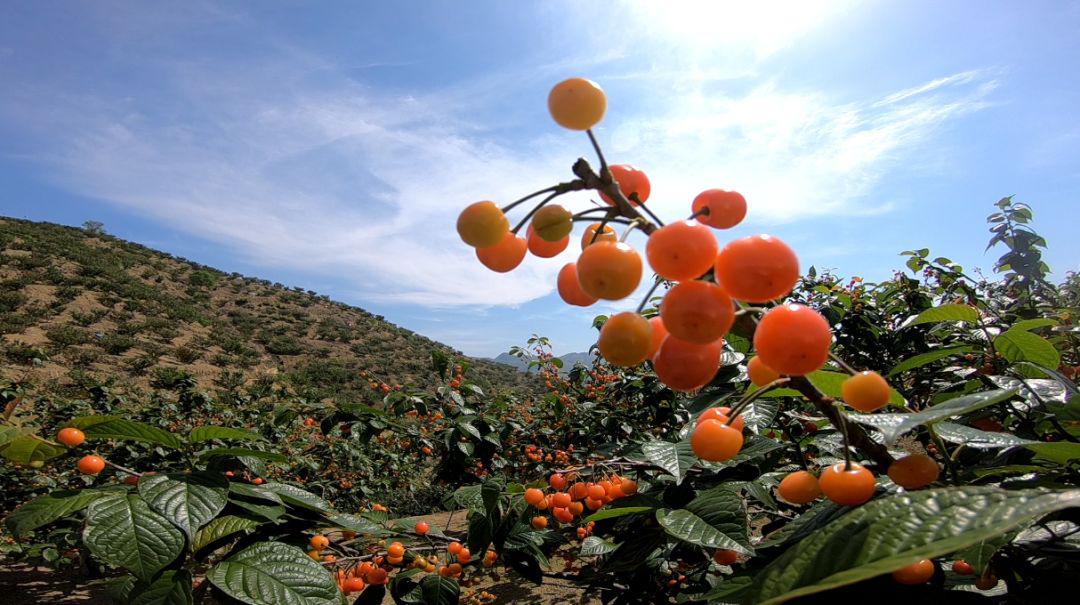 嵊州最新樱桃采摘地图,错过又要等一年!