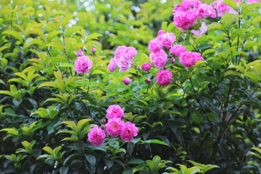 東山香樟園賞花指數★★★佘村社區賞花指數★★★★★青龍山莊賞花